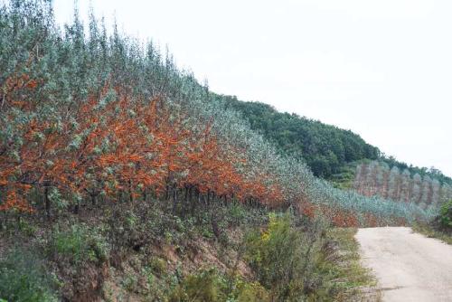 逐夢綠富美 龍江森工集團傾力推進植樹造林與林業(yè)產業(yè)發(fā)展